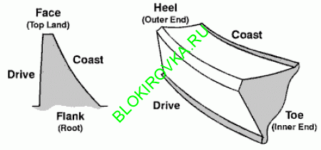 toothterms.gif